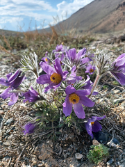 Pulsatilla turczaninovii