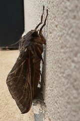 Abantiades atripalpis