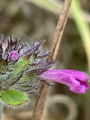 Clinopodium vulgare