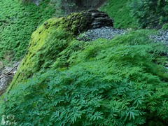 Corydalis scouleri
