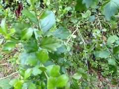 Baccharis glomeruliflora