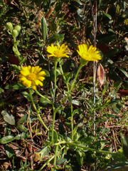 Heterotheca subaxillaris
