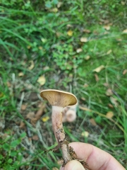 Lactarius helvus