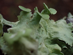 Parmotrema perforatum