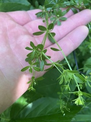 Galium asprellum