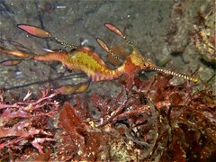 Phyllopteryx taeniolatus