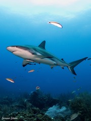 Carcharhinus perezii