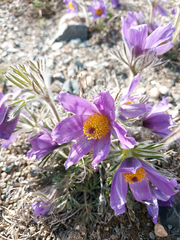 Pulsatilla turczaninovii