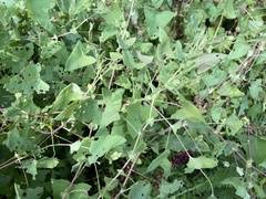 Persicaria perfoliata