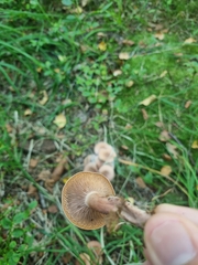 Lactarius helvus