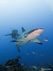 Carcharhinus perezii