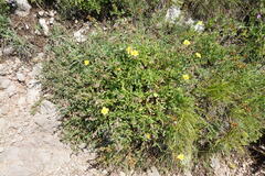 Helianthemum oelandicum orientale