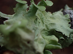 Parmotrema perforatum