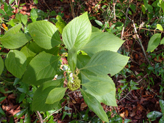 Callicarpa americana