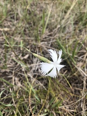 Dianthus serotinus