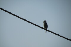 Kaupifalco monogrammicus