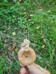 Lactarius helvus