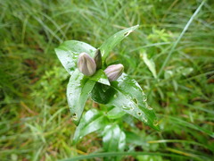 Gentiana