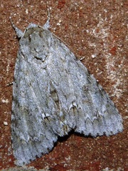 Acronicta americana
