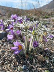 Pulsatilla turczaninovii