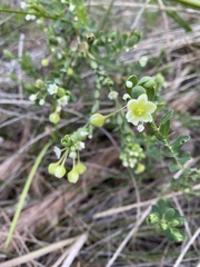 Phyllanthus calycinus