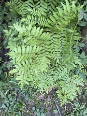 Osmunda spectabilis