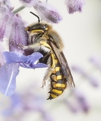 Anthidium manicatum