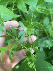 Galium asprellum
