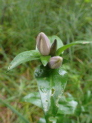 Gentiana
