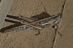 Austracris guttulosa