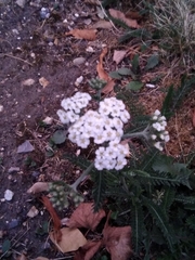 Achillea millefolium