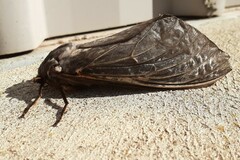 Abantiades atripalpis