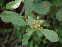 Lyonia fruticosa