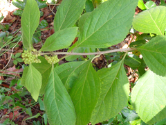 Callicarpa americana