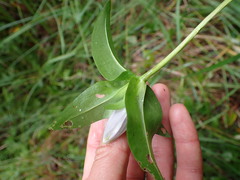 Gentiana