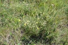 Helianthemum oelandicum orientale