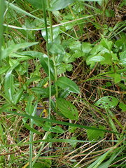 Gentiana