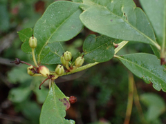 Lyonia fruticosa