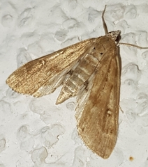 Parapoynx stratiotata