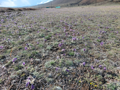 Pulsatilla turczaninovii
