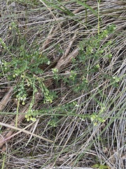 Phyllanthus calycinus