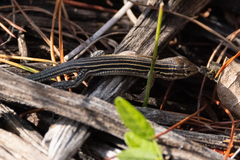 Aspidoscelis sexlineatus