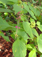 Callicarpa americana