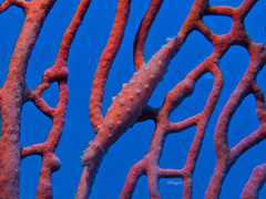 Pellasimnia brunneiterma