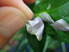 Gentiana