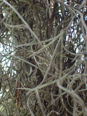 Tillandsia usneoides