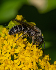 Lasioglossum coriaceum