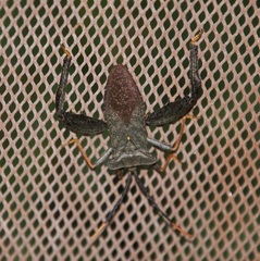 Acanthocephala alata