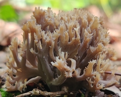 Clavulina coralloides