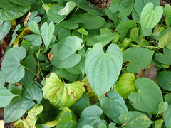 Dioscorea bulbifera